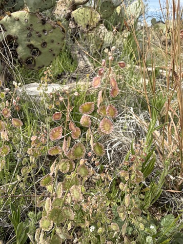 Thysanocarpus curvipes, photograph 1