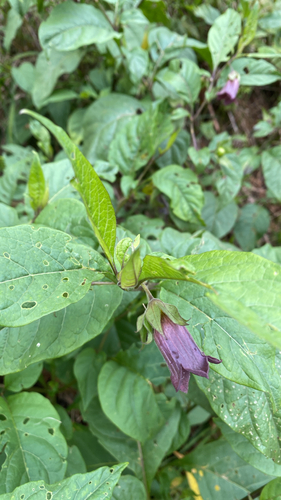 Deadly Nightshade