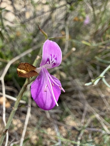 Dicliptera resupinata, photograph 5