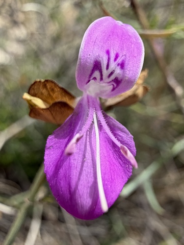 Dicliptera resupinata, photograph 3