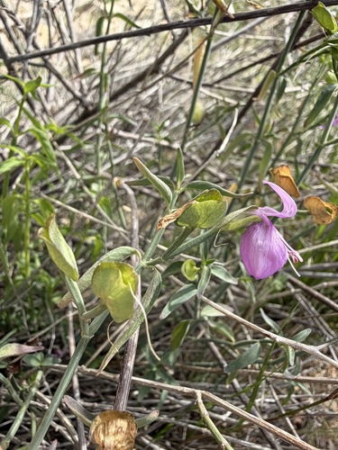 Dicliptera resupinata, photograph 6