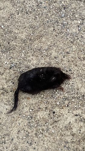 Star-nosed Mole