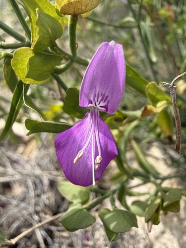 Dicliptera resupinata