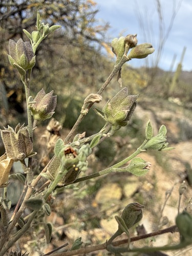 Abutilon incanum
