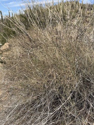 Muhlenbergia porteri, photograph 5