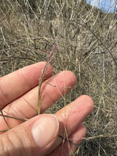 Muhlenbergia porteri, photograph 4