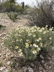 Zinnia acerosa, photograph (c) Matt Berger, some rights reserved (CC BY)