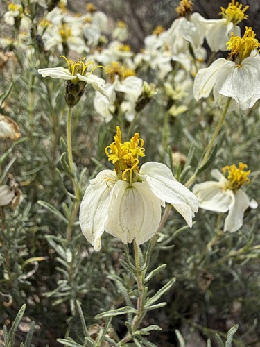 Zinnia acerosa, photograph 3