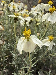 Zinnia acerosa, photograph (c) Matt Berger, some rights reserved (CC BY)