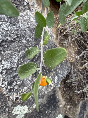 Celtis pallida, photograph 5