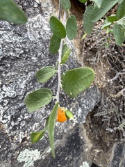 Celtis pallida, photograph (c) Matt Berger, some rights reserved (CC BY)