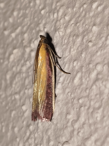 Rosy-striped Knot-horn