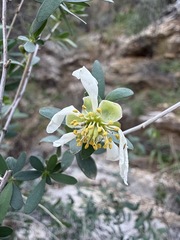 Crossosoma bigelovii, photograph (c) Matt Berger, some rights reserved (CC BY)