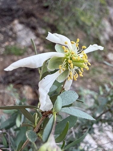 Crossosoma bigelovii, photograph 4