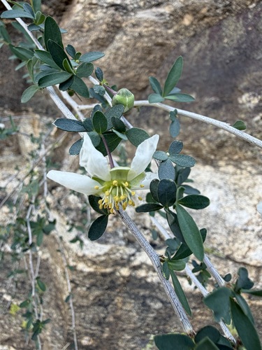 Crossosoma bigelovii