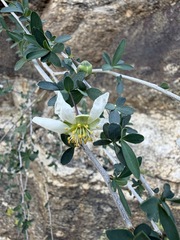 Crossosoma bigelovii