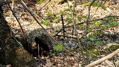 Erethizon dorsatum dorsatum