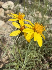 Coreocarpus arizonicus