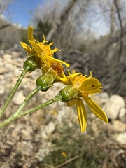 Coreocarpus arizonicus, photograph (c) Matt Berger, some rights reserved (CC BY)