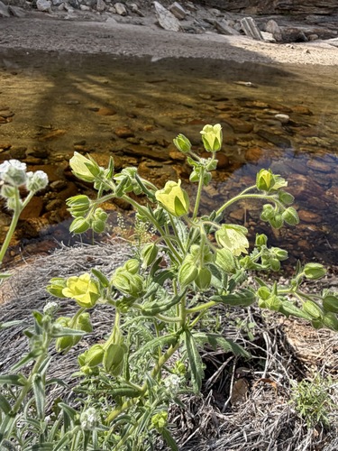 Emmenanthe penduliflora, photograph 1