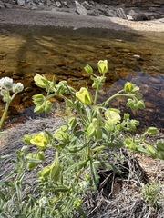 Emmenanthe penduliflora