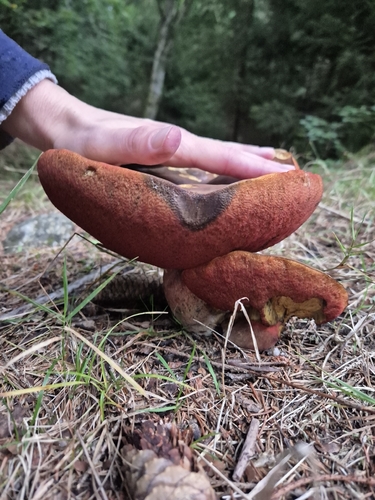 Dotted Stem Bolete