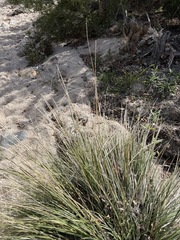 (c) Matt Berger, some rights reserved (CC BY) Muhlenbergia rigens, photograph (c) Matt Berger, some rights reserved (CC BY)