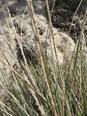 Muhlenbergia rigens