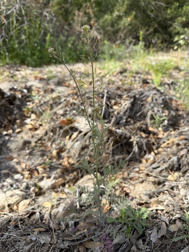Descurainia pinnata, photograph 6