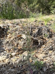 Descurainia pinnata, photograph (c) Matt Berger, some rights reserved (CC BY)