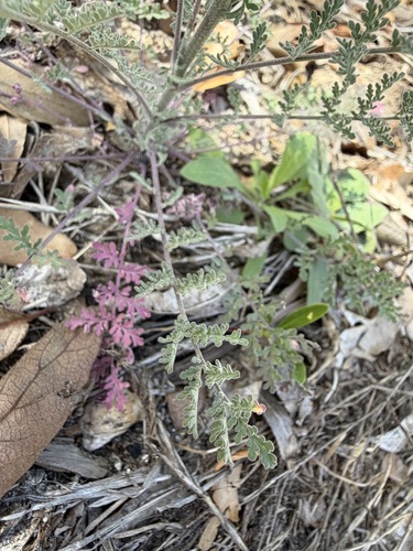 Descurainia pinnata, photograph 3