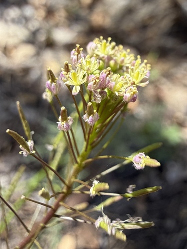 Descurainia pinnata, photograph 4