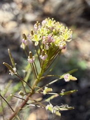 Descurainia pinnata, photograph (c) Matt Berger, some rights reserved (CC BY)