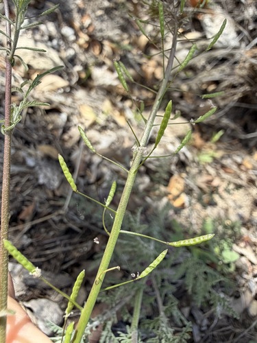 Descurainia pinnata, photograph 5