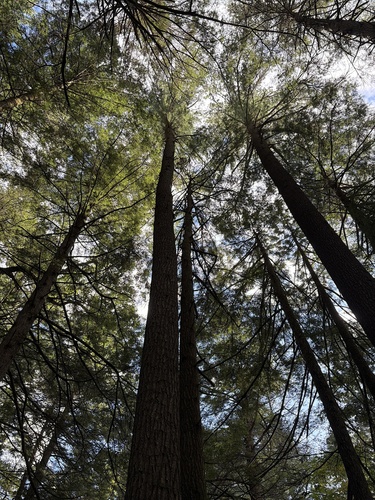 eastern hemlock
