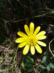 Ranunculus praemorsus