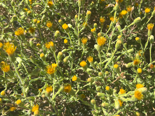 Rayless False Goldenaster