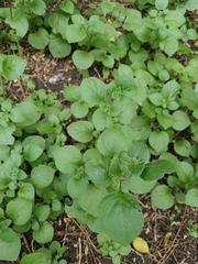 Salpichroa origanifolia, photograph (c) Diego Barboza, some rights reserved (CC BY)