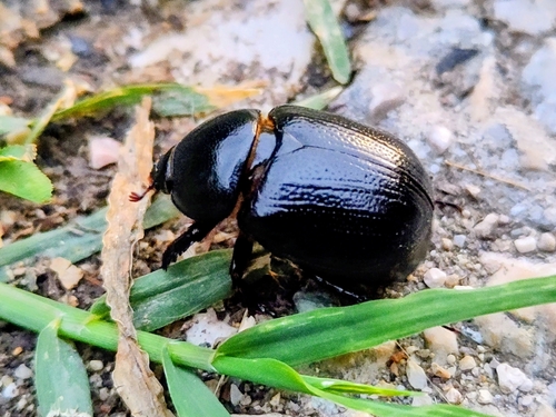 Pentodon bidens