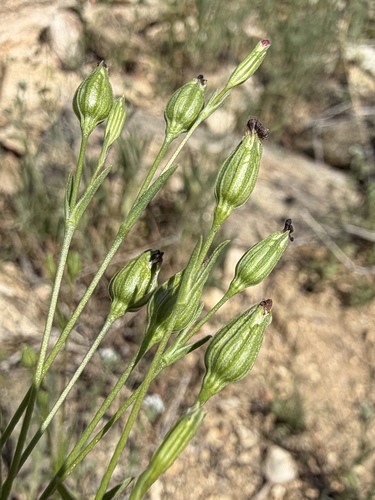 Silene antirrhina, photograph 4