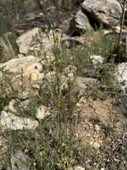 Silene antirrhina, photograph (c) Matt Berger, some rights reserved (CC BY)