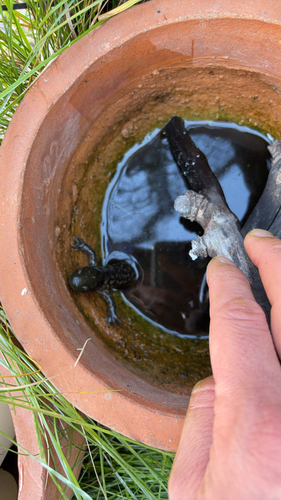 Western Tiger Salamander