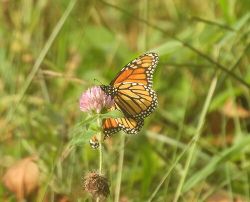 Monarch