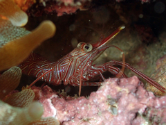 Rhynchocinetes serratus