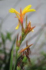 Canna glauca