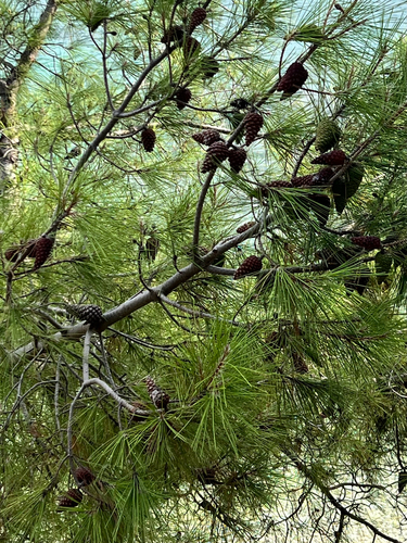Aleppo pine