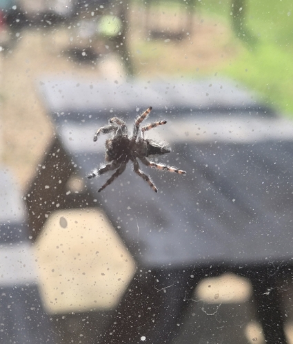 Bold Jumping Spider