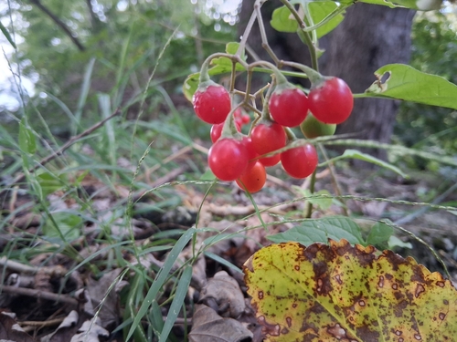bittersweet nightshade