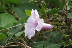 Ipomoea bonariensis