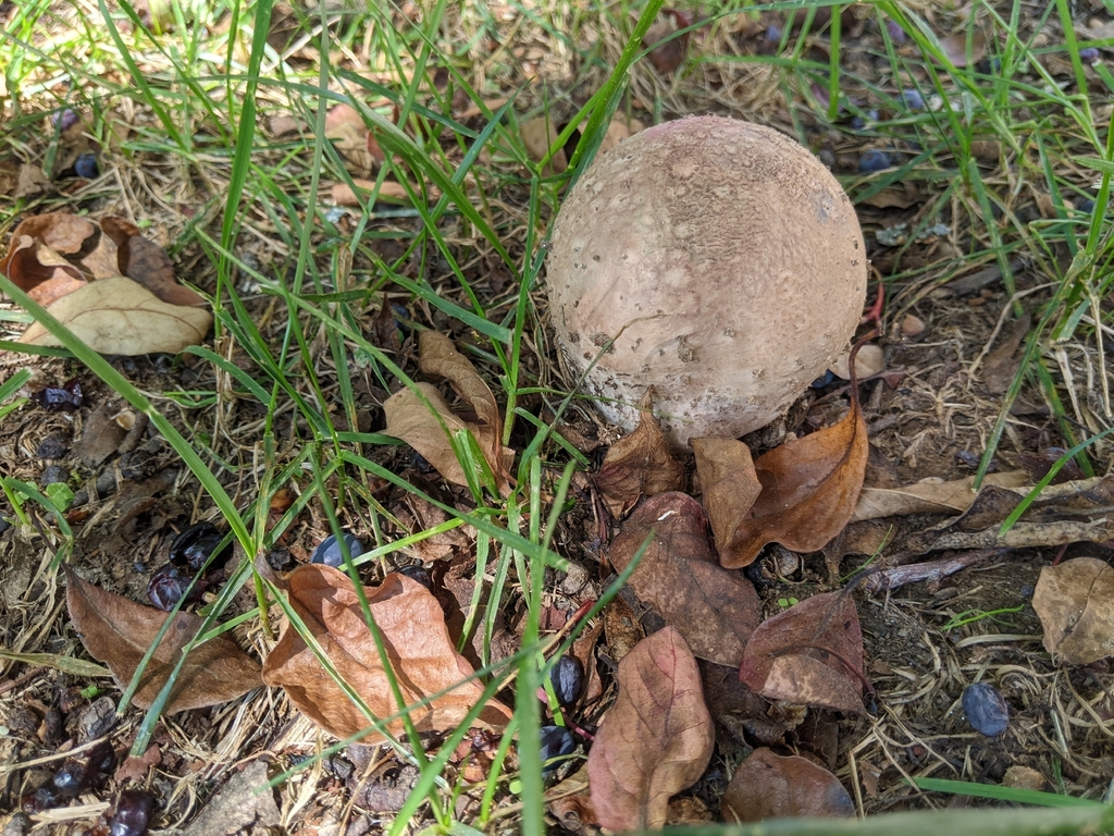 Purple-spored Puffball · September 2026 · photo: Photo: (c) Maria Aghazarian, some rights reserved (CC BY) · iNaturalist